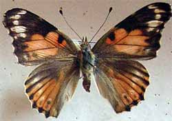 Vanessa cardui ABBERATION 3 (Internet Image property of respective owner, non-commercial use only)